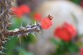 Red flower closeup, Euphorbia milii, the crown of thorns, Christ plant, Christ thorn