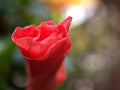 Red flower ,closeup hibiscus petals ,Chinese rose with bokeh blurred background ,tropical flower ,macro image ,sweet color ,soft Royalty Free Stock Photo