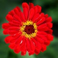 Red Flower closeup Royalty Free Stock Photo