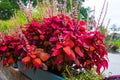 Red flower Coleus scutellarioides