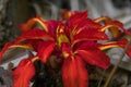 Small red flower with complex pattern in the rainforest of malaysia