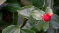 Red flower of Costus speciosus or Indian Head Ginger. Royalty Free Stock Photo