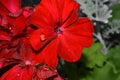 Red flower. Royalty Free Stock Photo