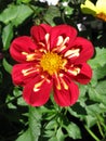 Red Dahlia Flower with cream interior