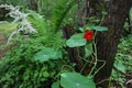 Red flower creeper embraces a tree in the garden surrounded by green foliage.