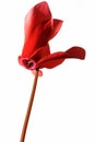 The red flower of cyclamen