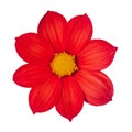 Red flower dahlia annually