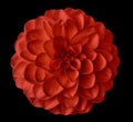 Red flower dahlia on the black background isolated with clipping path. Closeup. for design. Royalty Free Stock Photo