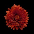 Red flower dahlia on the black isolated background with clipping path. Closeup. no shadows. For design Royalty Free Stock Photo