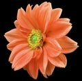 Red flower dahlia, black isolated background with clipping path. Closeup. no shadows. yellow-green center. side view. for design. Royalty Free Stock Photo