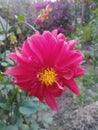 Beautiful red dahlia flower,blur dahlia phool wallpaper image