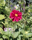 Red flower dahlia in garden Royalty Free Stock Photo