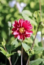 Red flower dahlia in garden Royalty Free Stock Photo
