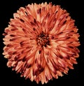 Red flower dahlia isolated on black background. For design. Closeup. Clearer focus. Royalty Free Stock Photo