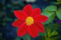 red flower dahlia mignon macro Royalty Free Stock Photo