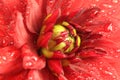 Red flower dahlia with water drops Royalty Free Stock Photo