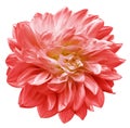 Red flower  dahlia on white isolated background with clipping path.  Closeup. For design. Royalty Free Stock Photo