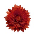 Red flower dahlia on a white isolated background with clipping path. Closeup. no shadows. For design. Royalty Free Stock Photo