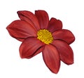 Red flower dahlia on white isolated background with clipping path. No shadows. Closeup. Royalty Free Stock Photo