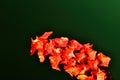 Red flower dark green background macro Royalty Free Stock Photo