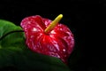 Red flower in the dark Royalty Free Stock Photo