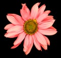 Red flower of a decorative sunflower Helinthus isolated