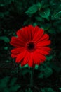 Red Gerbera Flower in a Deep Forest Royalty Free Stock Photo