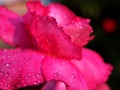 Red flower ,desert rose flower plants in garden with water drops and blurred background ,macro image ,sweet color for card design Royalty Free Stock Photo