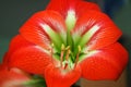 Red flower detail