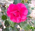 Red flower in a garden