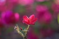 Red flower dews