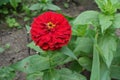 1 red flower of double Zinnia elegans Royalty Free Stock Photo