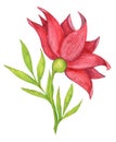 Red flower painted on white background Royalty Free Stock Photo