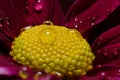 Red flower with droplets