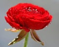 Red flower with drops of water on grey background. Royalty Free Stock Photo