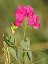 Red flower of Earthnut pea, Lathyrus tuberosus