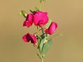 Red flower of Earthnut pea, Lathyrus tuberosus Royalty Free Stock Photo