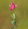 Red flower of Earthnut pea, Lathyrus tuberosus Royalty Free Stock Photo