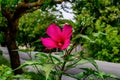 Red flower of eastern rosemallow against the background of a rural street in Zaliznyi port Kherson region, Ukraine. Blooming