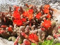 Red flower Echinopsis or Peanut Cactus