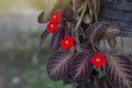 Red flower of Episcia cupreata Hook. Hanst, Flame violet strawberry patch, Carpet Plant, Episcia or Frame Violet bloom in pot in Royalty Free Stock Photo