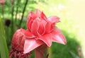 Red flower of etlingera elatior Royalty Free Stock Photo