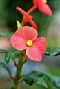 Red flower Euphorbia geroldii plant ,Gerold`s Spurge ,Thornless Crown of thorn ,Semi-succulent family Euphorbiaceae tropical flowe Royalty Free Stock Photo