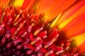 Red flower - extreme macro