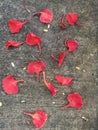 Red flower fall down on the ground Royalty Free Stock Photo
