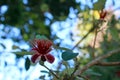 Red flower of Feijoa, Pineapple Guava Royalty Free Stock Photo