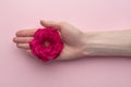 Red flower in female hand on pink background. Care for hands. Menstruation concept