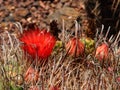 Red flower on Fishhook Barrel Cactus near Tucson, Arizona. Royalty Free Stock Photo