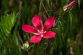 Red Flower with Five Petals.