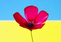 Red flower flag Royalty Free Stock Photo